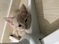 British shorthair 1.5 aylık yavru kedimiz