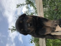 Dişi yavrular rottweiler