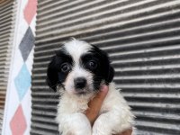 Terrier bebeklerimiz teslime hazırlanıyor
