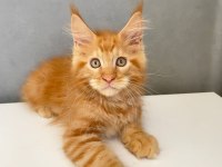 Mainecoon 2,5 Aylık Erkek Red 