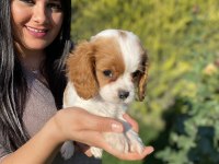 Sağlık ve ırk garantili cavalier king charles yavrularım