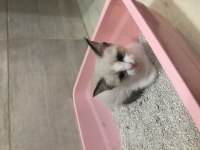 1.5 aylık siyam yavru kedileri