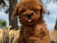 Kore poodle yavrularımız