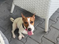 2 YAŞINDA DİŞİ JACK RUSSELL