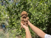 Üst Kalite Poodle Bebekler