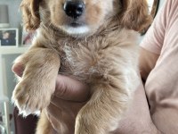 23 mayıs doğumlu maltipoo yavrularımız