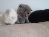 British shorthair yavrularımız
