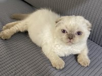 Scottish Fold Kedimizi Sahiplendirme