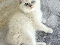SAFKAN İRİ YAPILI BRİTİSH SHORTHAİR YAVRULAR