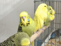 Show Muhabbet Kuşu Yavruları Vasıflı