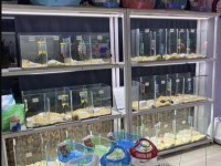 Isırma yapmayan yavru hamster en uygun bizde