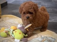 Tea cup ve 0 numara maltipoo yavrular