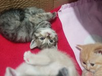 Minik tatlı british shorthair dişi kedimiz