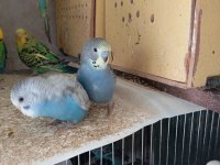 Sağlıklı muhabbet kuşları