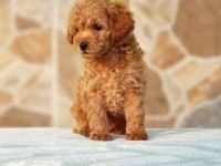 Toy Poodle Dişi