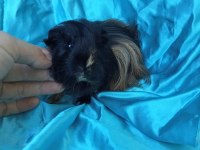 Harika Sheltie Erkek Yavru Ginepig