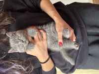 Scottish fold ve british shorthair