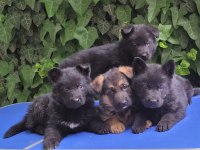 SHOWLINE FULL BLACK & BLACK TAN ALMAN KURDU BEBEKLERIM