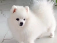 POMERANİAN BOO ERKEK KARNESİ VAR
