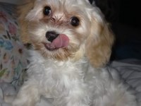 MALTİPOO BEŞ AYLIK DİŞİ