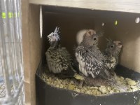 3 yavrulu muhteşem bakıcı takım sultan papağanı
