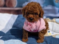 Toy Poodle Yavrularımız