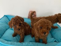 Küçük boy toy poodle değerlendirmeden geçmeyin
