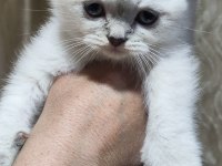 Kar Topu Scottish Fold Yavruları