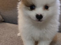 Pomeranian Boo Erkek Ve Dişi Yavrularım