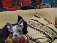 French bulldog iki aylık köpeğimiz
