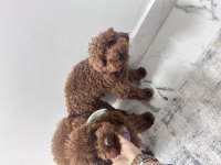 Kore kan Poodle bebekler