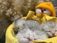 A kalitede Scottish fold yavrular