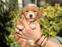 Orjinal Anne ve Babadan Maltipoo Bebeklerimiz