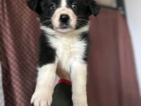 Orjinal Border Collie Yavruları