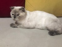 Mişa 4 aylık dişi scottish fold