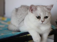 British Shorthair silver shadad yavrularımız