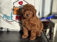 Ultra kalite redbrown toy poodle yavrularımız