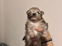 POMERANİAN BOO TEDDY BEAR