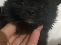 Pomeranian erkek