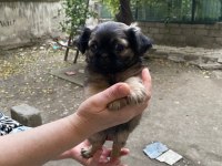 Kaliteli Sağlıklı Pekinez Yavrularımız