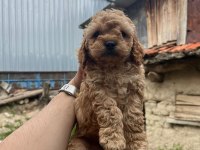 Toy poodle yavrular ırk sağlık garantili