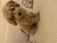 3 Aylık poodle oğlum Latte ailesini arıyor!