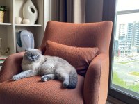 11 aylık yakışıklı scottish fold yeni yuvasını arıyor