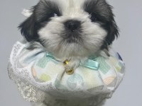 Safkan Shih-tzu Yavruları