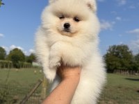 KUSURSUZ KARBEYAZ AYI SURAT POMERANİAN BOO
