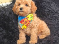 Toy Poodle Köpeği