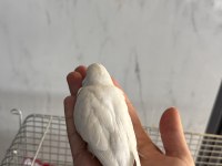 YENİ YEME DÜŞMÜŞ ALIŞTIRMALIK İRİ ÇEK MUHABBET KUŞU YAVRULAR