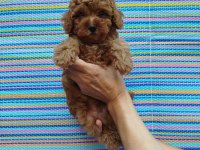 Pofidik toy poodle yavrum