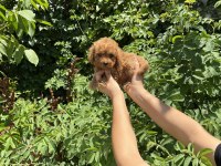Orjinel Poodle Bebekler