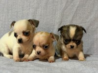 Chihuahua köpeklerimiz